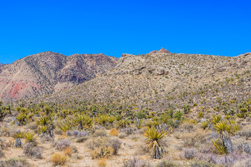 Red Rock Canyon panoramic, Mojave Desert, Nevada, USA