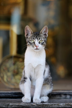 Beautiful cat sitting on the ground