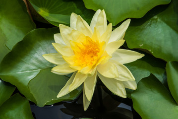Water lily is a Beautiful Aquatic Plants