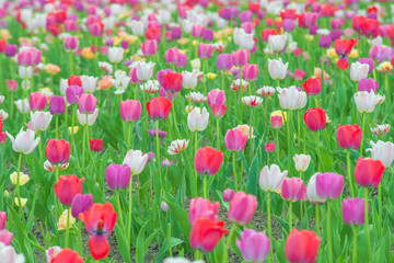 Colorful tulips in flower garden
