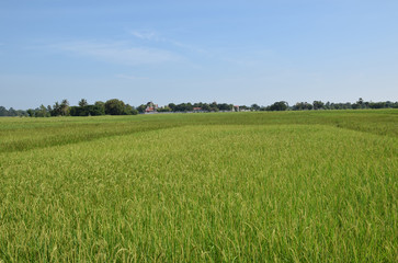 Obraz premium Landscape of green paddy rice field in the morning in Thailand.Selective focus with shallow depth of field.