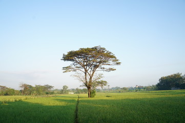 Obraz premium The Alone Tree