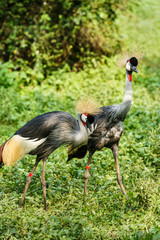 Grey Crowned Crane on green grass