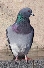 Portrait of a gray pigeon in Poland.