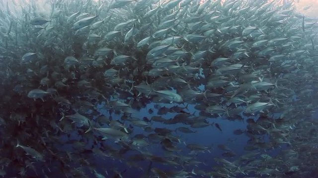 Large School of Fish, Bigeye Jacks, in Pacific