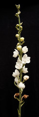 Peristeria elata orchid inflorescence