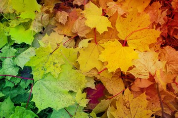 Naklejka na ściany i meble bunt gefäbtes Laub - Herbst Blätter Hintergrund