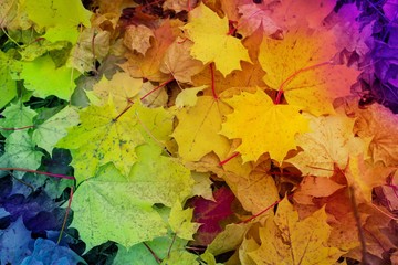 bunt gefärbtes Laub - Herbst Blätter