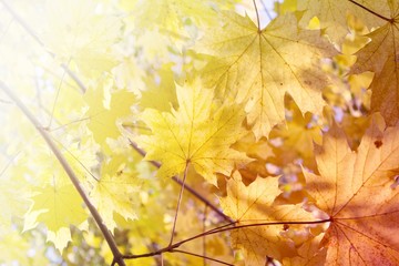 rot, gelbe herbst blätter in sonnenlicht