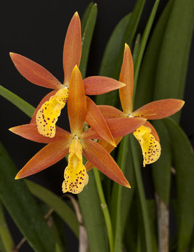 Brassolaelia Richard Mueller x Encyclia spatella Orchid
