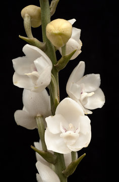 Peristeria elata Orchid Stock Photo | Adobe Stock