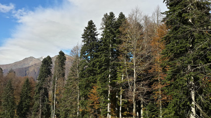 Beautiful autumn in the mountains, high trees and clouds