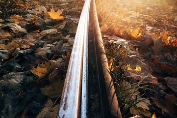 tram rails in yellow leaves 