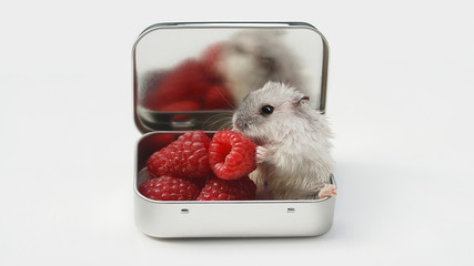 Hamster loves raspberries