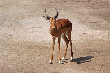 Impala-Antilope