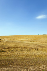 agriculture field.  cereals  