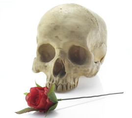 Skull head/Skull head and rose on white background.