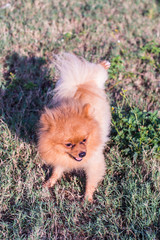 Pomeranian dog, cute pet