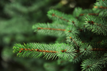 Beautiful fir tree twigs, outdoors