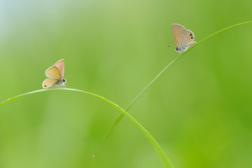 A Couple of Butterfly on The Grass