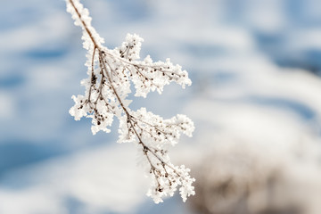 winter