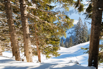 Fototapeta premium winter