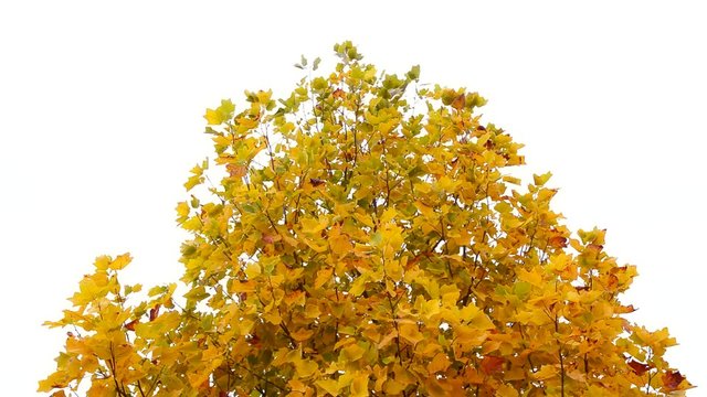 Tree in the park in autumn. Leaves waving in the wind. Tulip poplar tree. Liriodendron tulipifera. High definition Full HD 1080, 30fps NTSC