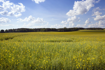 Fototapeta premium field with cereals 