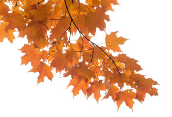 maple leaves foliage isolated against white