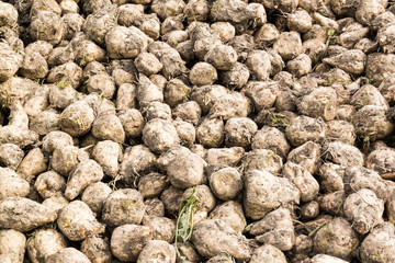 Fototapeta na wymiar Pile of stacked sugar beet roots after harvest in Friesland, the Netherlands
