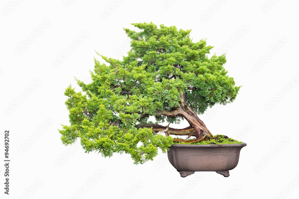 Wall mural cypress bonsai