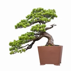 Fotobehang pine bonsai © chungking