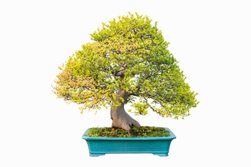 elm bonsai in autumn
