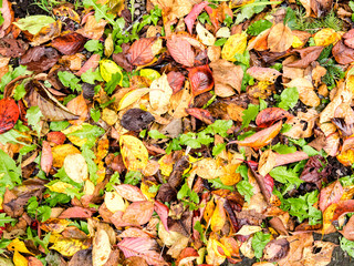 Colorful Fall foliage