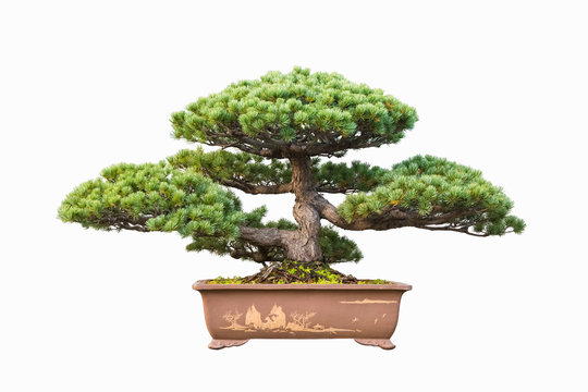pine bonsai
