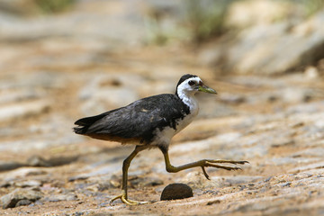 White-breasted waterhen in Tangalle, Sri Lanka
