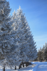 tree branches covered with snow