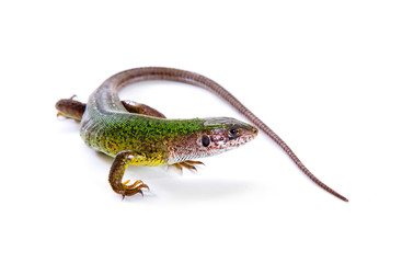 The green lizard above view isolated on white