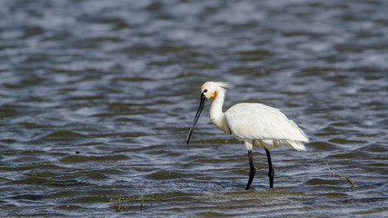 Eurasian spoonbill in Bundala National Park, Sri Lanka