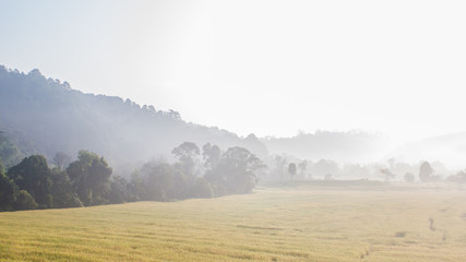 thai farm view