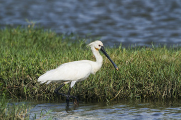 Eurasian spoonbill in Bundala National Park, Sri Lanka