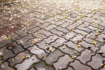 the little flowers on the road 