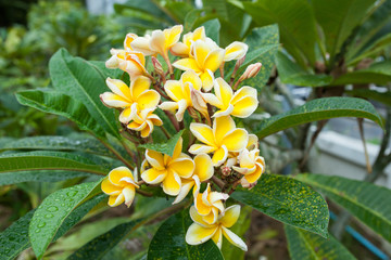 yellow flowers in the raining day