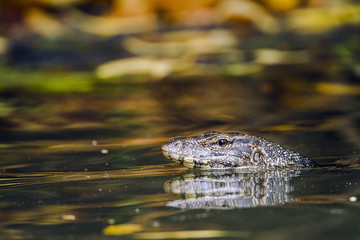 Asian Water monitor in Tangalle, Sri Lanka