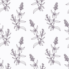 Hand drawn hyssop branch outline seamless pattern