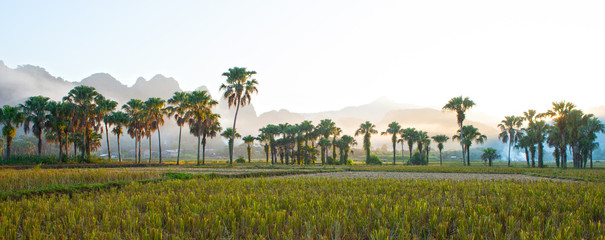 Zonsondergang op palmboombereik onder padieveld, mistige dag.