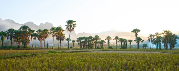 Foto auf Acrylglas Bäume Sonnenuntergang auf der Palmenkette zwischen Paddy-Reisfeldern, nebliger Tag.