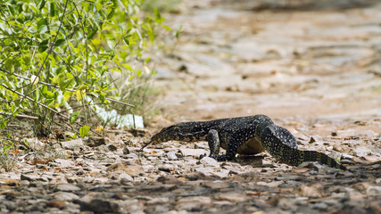 Asian Water monitor in Tangalle, Sri Lanka