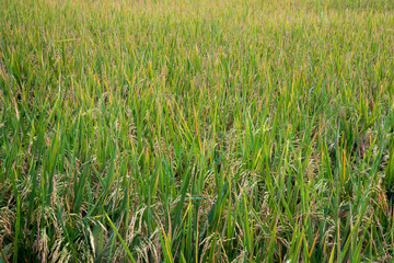 Yellow rice fields.