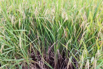 Yellow rice fields.